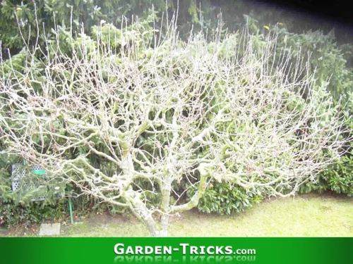 zu schneidender Apfelbaum im Frühjahr