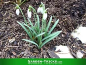 Gartenkalender. Liste der Gartenbeiten im Februar: Selbst Pflanzen vermehren, Stämme kalken, Zwiebelpflanzen