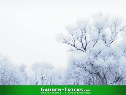 Gartenkalender. Liste der Gartenbeiten im Januar: Bäume fällen, Baumschnitt und Gehölzschnitt, Rodungen, Schneelast entfernen, Werkzeuge und Maschinen pflegen, auch im Winter gießen, basteln, bauen, reparieren