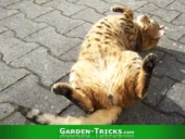 Eine hinterhältige Katze macht sich schon mal bereit, den Garten vollzuscheißen ;-)