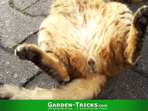 Katzenscheisse im Garten