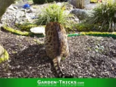 Eine Katze wartet auf die Gärtner. verstohlen wartet sie, bis sie irgendwo hinkacken kann.