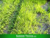 Die einzelnen Halme eines Rasen biegen sich nach unten, wenn sie zu lang oder zu nass sind. Bei Trockenheit zu mähen ist deutlich effektiver.