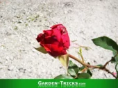 Die äußeren Deckblätter einer Rosenblüte sind meist verkrüppelt oder angefressen. Wenn man sie entfernt, erstrahlt sie in ihrer ganzen Pracht.