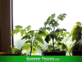 Eine Tomatenpflanze, die auf der Fensterbank einer Wohnung wächst. Damit sie auch Tomaten ansetzt, müssen die Blüten bestäubt werden.