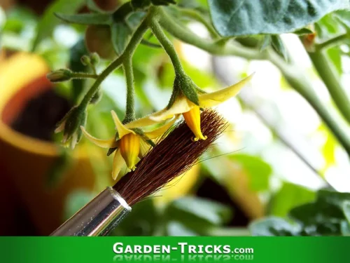 Drinnen wachsende Tomatenpflanzen müssen selbst bestäubt werden. Denn in der Wohnung oder dem Gewächshaus gibt es weder Bienen, noch Wind.