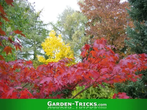 Es gibt viele verschiedene Ahornsorten. Mit verschiedenen Farben und Blattformen. Hier ein rotes und gelbes Herbstlaub zweier Ahornbäume.