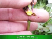 Die Samenstände von Zwiebelpflanzen kann man oft sehr einfach abbrechen. Hier eine Tulpe.