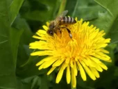 Biene auf Löwenzahnblüte