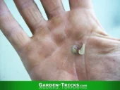 So sieht eine Gärtnerhand aus, die viel von der Natur gelernt hat.