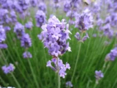 Der echte Lavendel (Lavendula angustifolia) ist Heil- und Gewürzpflanze und wird in der Parfüm-Industrie eingesetzt.