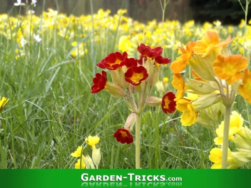 Eine Wiese voll mit gelben Schlüsselblumen. Die Farbe Rot ist ziemlich selten.