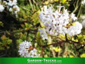 Der Winterschneeball (Viburnum Bodnantense) ist ein Frühblüher. Deshalb schneidet man ihn direkt nach der Blüte.