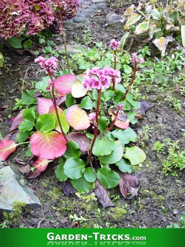 Die Bergenie ist ein Klassiger unter den Beet- und Gartenpflanzen. Sie verdrängt Unkraut.