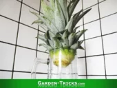 In ein Wasserglas gestellt, erzeugt das Grün der Ananas eigene Wurzeln.