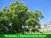 Maronen / Esskastanien Baum.