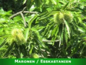 Maronen / Esskastanien Frucht.