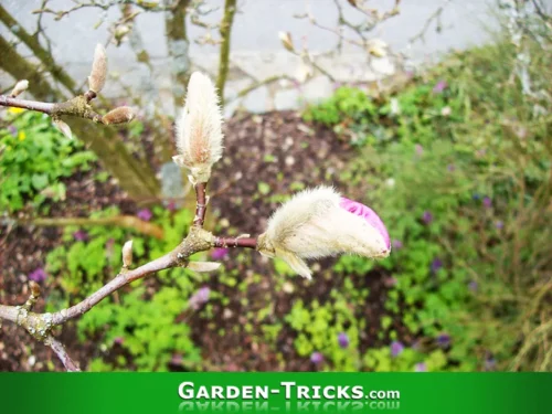 Große Magnolien zu düngen ist normalerweise nicht nötig. Kleinere können aber etwas Rhododendron-Erde gebrauchen.