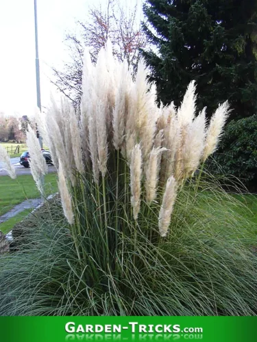 Um Pampasgras (Cortaderia Selloana) zu pflanzen braucht man keine Wurzelsperre. Es ist horstbildend.