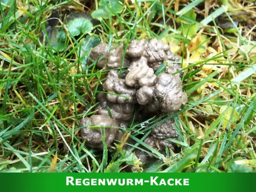 Kleine Kackhäufchen im Rasen stammen vom Regenwurm.