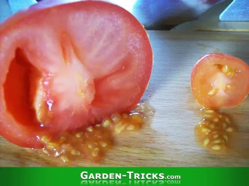 Saatgut für Tomaten gibt es überall umsonst. Die Kerne können Sie auch im Winter keimen lassen.