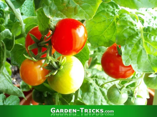 Im Haus oder der Wohnung kann man Tomaten auch im Winter ernten.