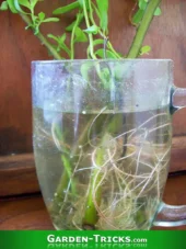 Weidenäste kann man sehr einfach bewurzeln. Man steckt sie in ein Glas Wasser, die Wurzeln kommen von allein.