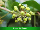 Efeu Blüten in der Nahaufnahme.