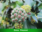 Efeu Früchte oder Beeren.