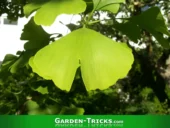 Ginkgo - Stinkender Superbaum - Echtes Gärtnerwissen