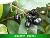 Liguster Beeren sind sehr farbintensiv.