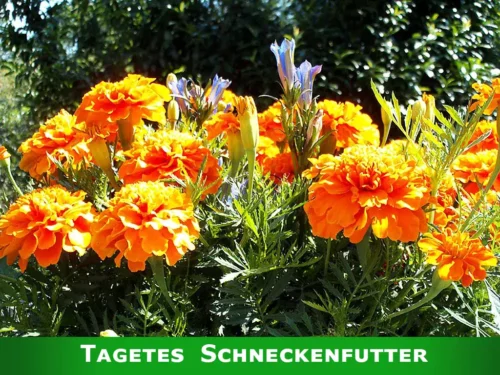 Tagetes sind ein Leckerbissen für Schnecken.