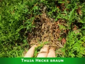 Thuja und Muschelzypressen werden im Inneren immer braun.