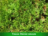 Thuja und Muschelzypressen verkahlen im Inneren und werden braun.