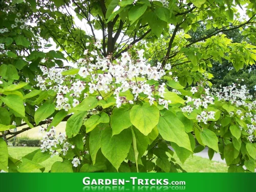 Ein Trompetenbaum (Catalpa) hat große Blätter und wirft im Herbst viel Laub ab.