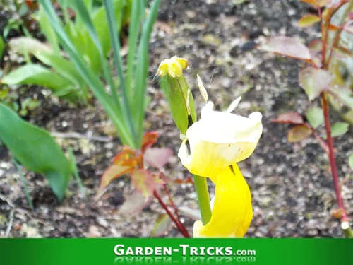 Tulpen Schneiden Phase 2. Warten bis der Stengel gelb wird.