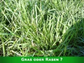 Die Gras-Sorten einer Rasenmischung können völlig unterscheidlich sein.