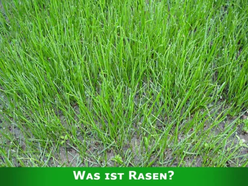 Rasen ist eine homogene Fläche, meist aus verschiedenen Grassorten.