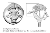 Silphium ist Engelwurz. Selbst die sellerie-artigen Auswüchse aus den Kelchblättern stimmen.