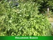 Holunder Busch.