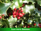Ilex-Blätter gleichen der Mahonie.