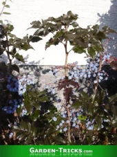 Mahonie mit blauen Beeren.