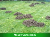 Maulwurfshügel im Garten sind ein großes Ärgernis.