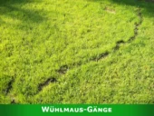 Wühlmaus-Gänge auf einer Rasenfläche.
